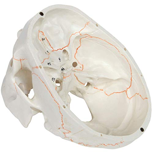 Axis Scientific Numbered Human Skull Model Bundle, 3 Part Life Size Replica, Removable Calvarium (Skull Cap), Mandible (Jaw) And 55 Numbered Features, Includes Detailed Study Guide #TOP5