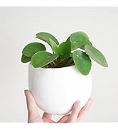 ピレア ペペロミオイデス 白色陶器鉢植え 卓上サイズ 観葉植物 本物 マネープランツ パンケーキツリー ミニ 贈り物
