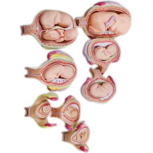 HQHAOTWU Embryo Model Human Embryonic Fetal Pregnancy Model 8 PCS Human Anatomical Embryonic Development for Educational Demonstration Training Removable Human Pregnancy Development Process Model