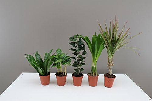 Foliage Plug Plants - Ideal for miniature gardens, windowsills, desks - Easy care Houseplants - Evergreen indoor mini plants - Modern decoration for homes and offices - Beautiful Gift for Birthdays, Get well soon, Thank you’s, Wedding Favours (3)