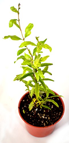 9GreenBox - Dwarf Pomegranate Mame Bonsai - 3 Pot