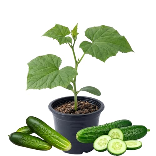 Cucumber Live Plant Vegetable Cucumber Plant for Planting in 4 Inch Pot Well Rooted Ready to Grow