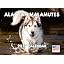 Alaskan Malamute