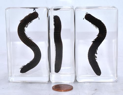 Image of 2.9 inch Real Millipede in Crystal Clear Lucite Resin Specimen Preserved Animal Insect Bug Taxidermy Crafts Collection for Biology Science Education & Desk Ornament Display Supplies Paperweight