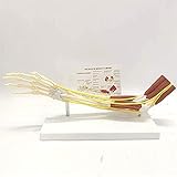 Körpermodell Bildungsmodell Obere Extremität Knochenmodell Armknochen Band Muskel Nerv Bandmodell Menschliches Skelett Ellenbogengelenk Anatomiemodell Zubehör Lehrhilfe, Modelle