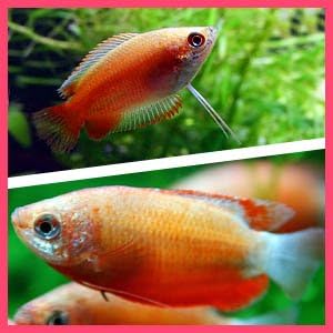 Amazon バリューセット ゴールデンハニードワーフグラミー 約2 3cm 3匹 レッドグラミー 約3cm 3匹 生体 Nikitea 観賞魚 水中生物 通販