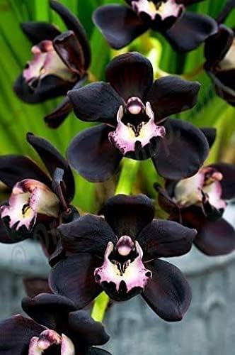 Loss Promotion! Kiwi Midnight 'Geyserland' - Unique Black Cymbidium Faberi Flower Seeds of Garden Flowers Rare Black Orchid Seeds 100 Seeds/Pack - Arcis New