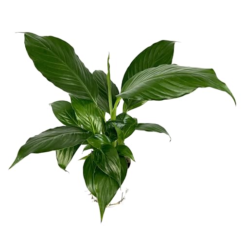 Peace Lily Spathiphyllum Air Purifying Houseplant