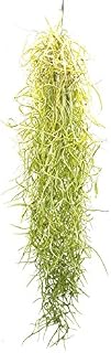 Tillandsia usneoides, Air Plants