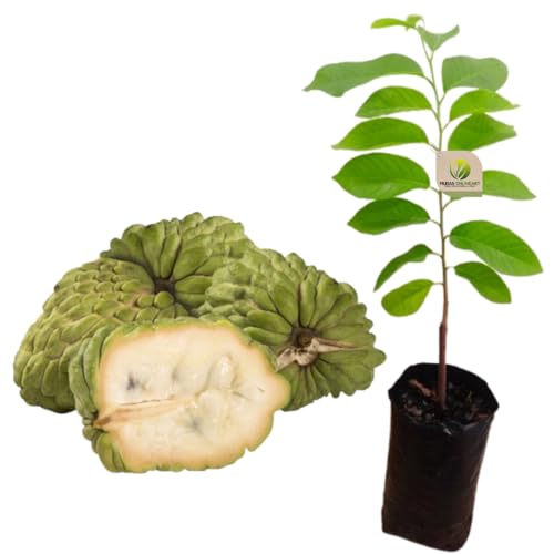 Muda De Atemoia Thompson Enxertada