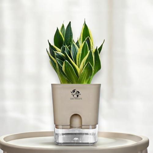 Surekha Golden Hahnii Snake Plant Indoor Live Plant with Self Wat...