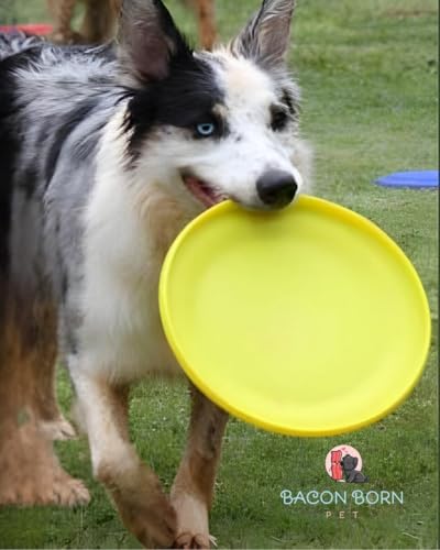 Frisbee Pet Brinquedo Cachorro Aerodinâmico Disco Big Bull para Porte Grande (Amarelo)
