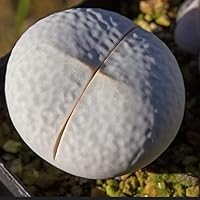 Amazon.co.jp: 多肉植物 メセン 種子 (メセンいろいろmix種子 10