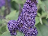 Butterfly Bush Chrysalis Blue Starter Plant - Buddleja, 4 in Pot