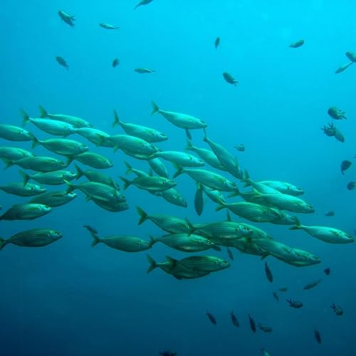 Shadow Fisheries Minister issues a please explain to Labor counterpart over demersal fishing ban