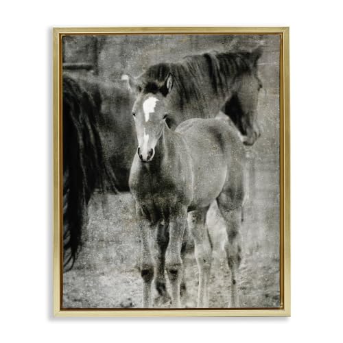 Stupell Industries 'Vintage Foal Horse Farmland'| Floating Frame Canvas Art