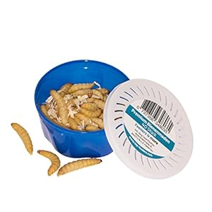 Feeders & more 40 Bienenmaden, Wachsmaden Angelköder Futtertiere **MEGADEAL** lebend & frisch