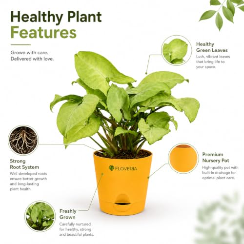 Image of Syngonium White Plant Live Indoor Plant with Pot, Air Purifying Houseplant for Home Decor, Low Maintenance Indoor Plants for Home, Live Plants with Pots, Office Desk Plant