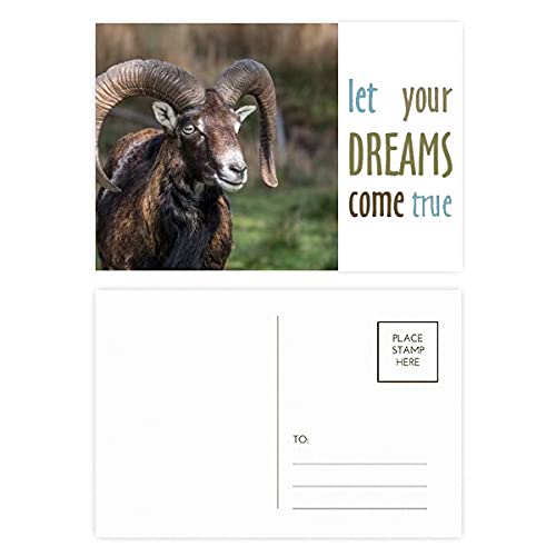 Cartes postales de remerciement Dream Come True pour partager votre bonheur en lot de 20