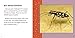 Fast Facts About Beetles (Fast Facts About Insects and Spiders)