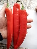 GHINO DI TACCO