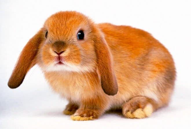 Pellet Per Conigli Gestanti E Giovani - Alimento 1800g Ricco Di Fibre, Proteine E Vitamine