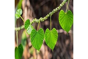 100 Seeds Indian Tinospora Cordifolia Giloy Plant Seeds