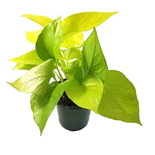 Generic Natureworld Golden Pothose Live Natural Plant (Pot Included) (B07KXY9K6T) Amazon Price History, Amazon Price Tracker