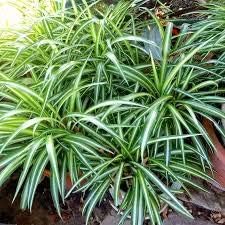 1 Live Spider Plant in 2" Pot Easy Growth Air Purifying House Plant