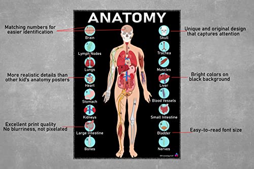 Human Anatomy And Body Systems Posters - Laminated 14X19.5 – Science Educational Charts, Classroom Posters And Decorations, Back To School Supplies, Learning Posters For Biology Class, Stem And Steam Posters #TOP6