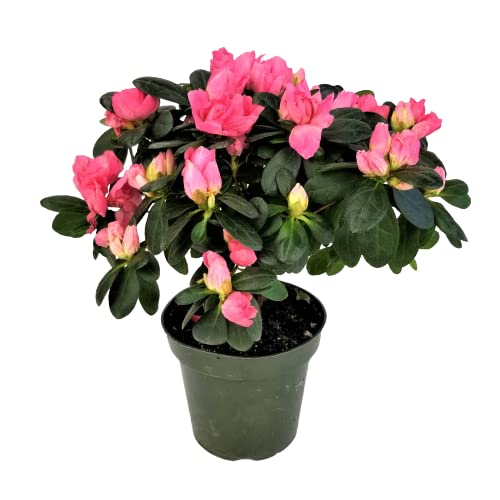 Planta Viva con Flor Azalea Planta Natural con Flores Mix Color