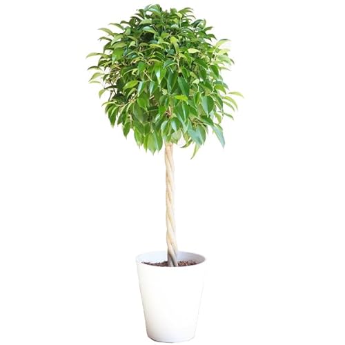 xW~ ϗtA ^ێ` zCgZA[gA S̖ CeA ^ ^