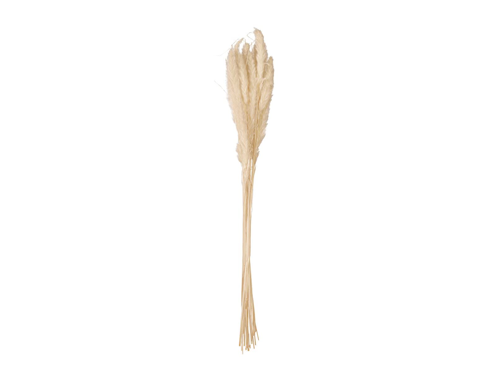 artplants.de Bouquet d'herbe de la Pampa séchée CORNELIO, 75 cm