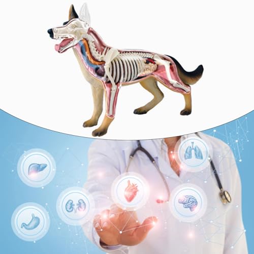 Modèle d'anatomie de chien éducatif pour animer les cours de sciences - 2
