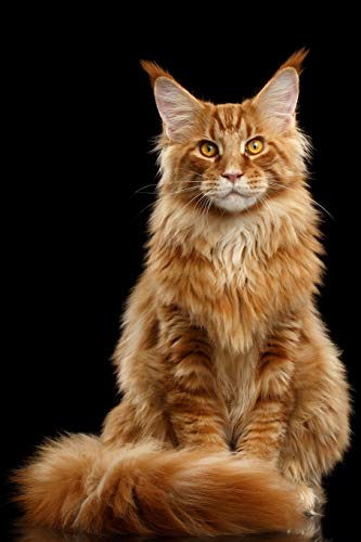 Maine Coon Notebook: Dot Grid Journal, Softcover (6x9 inches) with 120 Pages