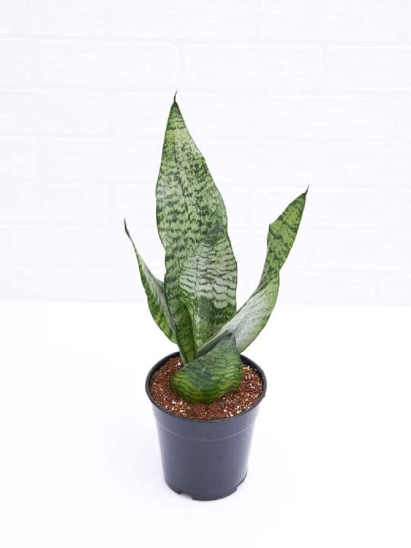 DECOREEN Snake Plant, Sansevieria Trifasciata, Sansevieria Zeylanica - Plant (B0BQ8JBMY4) Amazon Price History, Amazon Price Tracker