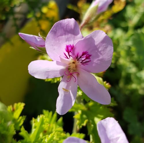 Pelargonium 'Prince Of Orange' / Géranium au parfum de fleur d'oranger/Godet