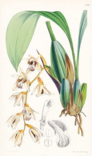 Coelogyne Testacea. Clay-coloured Coelogyne. Tab. 4785 - Singapore Singapur / Orchidee orchid / Pflanze Planzen plant plants / flower flowers Blume Blumen / botanical Botanik botany / aus 