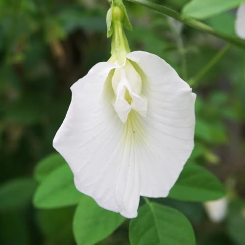 Image of Flower Plant with Pot | All Season Plants | for Home Garden (White Aparajita)