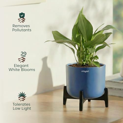 Image of Kyari Zamia ZZ Plant Indoor Live Plant with Grey Self Watering Pot 4 Inch - ZZ Plant Indoor Live Plant with Pot for Home, Office, Bedroom - Air Purifying Low Maintenance Plant