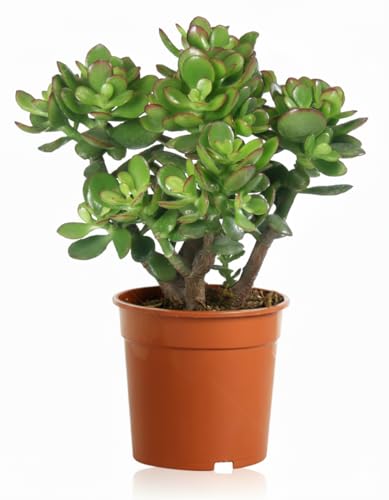 crassula ovata pianta grassa in vaso 20 cm | albero di giada | pianta dei soldi | pianta succulenta portafortuna, facile da coltivare, ideale per casa, ufficio e regalo verde