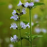 Calamintha nepeta 'White Cloud' von Intragarten Kleinblütige Bergminze im Topf