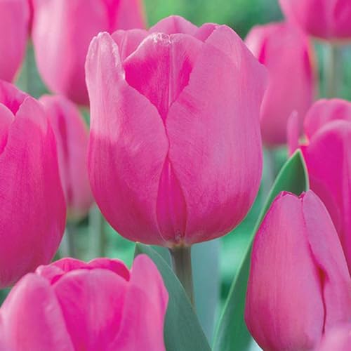 12 x Tulipa Triumph Don Quichotte – Midseason Light Pink Blooms