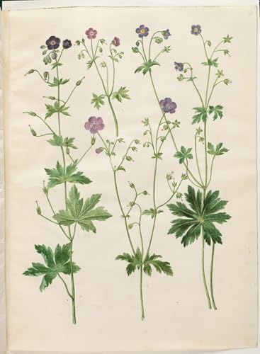 Cuadro de lienzo Geranium Pea por Hans Simon Holtzbecker mural para salon 60x90cm