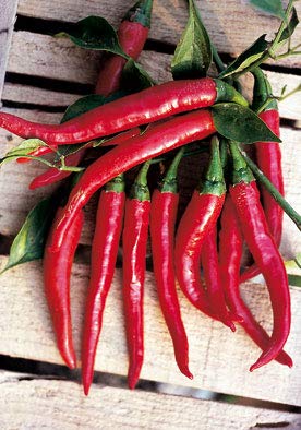 Salerno Seeds Hot Chili Cayenne Piccante Peperone 3 Grams Made in Italy Italian Non-GMO