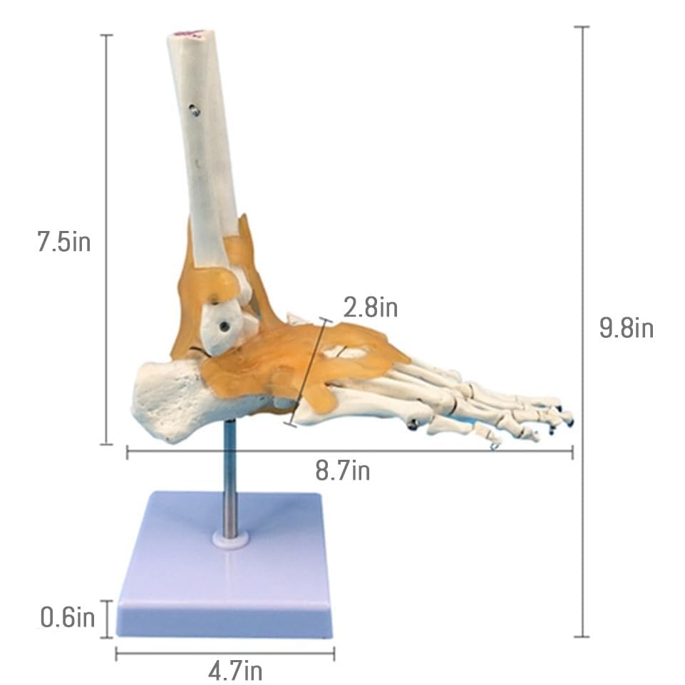 Human Foot Joint Model with Ligament, 1:1 Foot Skeleton Anatomy Model, with Ligament Ankle, for Medical Teaching, Educational Anatomy Study.
