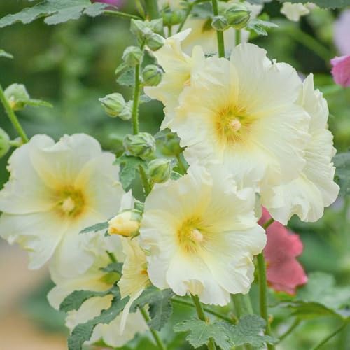 semi di malvarosa perenne resistente, malvarosa, resistenti all'esterno, ornamentali, decorazione da balcone, 350pcs