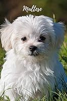 Notebook: Unlined Notebook, Maltese, Dog, Journal, Diary (110 Pages, Blank, 6 x 9) 1702541991 Book Cover