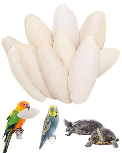 JEXOWIQ 10 Piezas Hueso de Jibia,Hueso de Sepia para Loros, Juguetes para Masticar Pájaros, Reptiles, Tortugas y Caracoles con Soporte de Metal, 8-10 cm