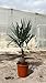 Chinesische Hanfpalme 130-160 cm - Trachycarpus fortunei | Winterhart, Pflegeleicht & Ideal für Garten, Balkon & Terrasse